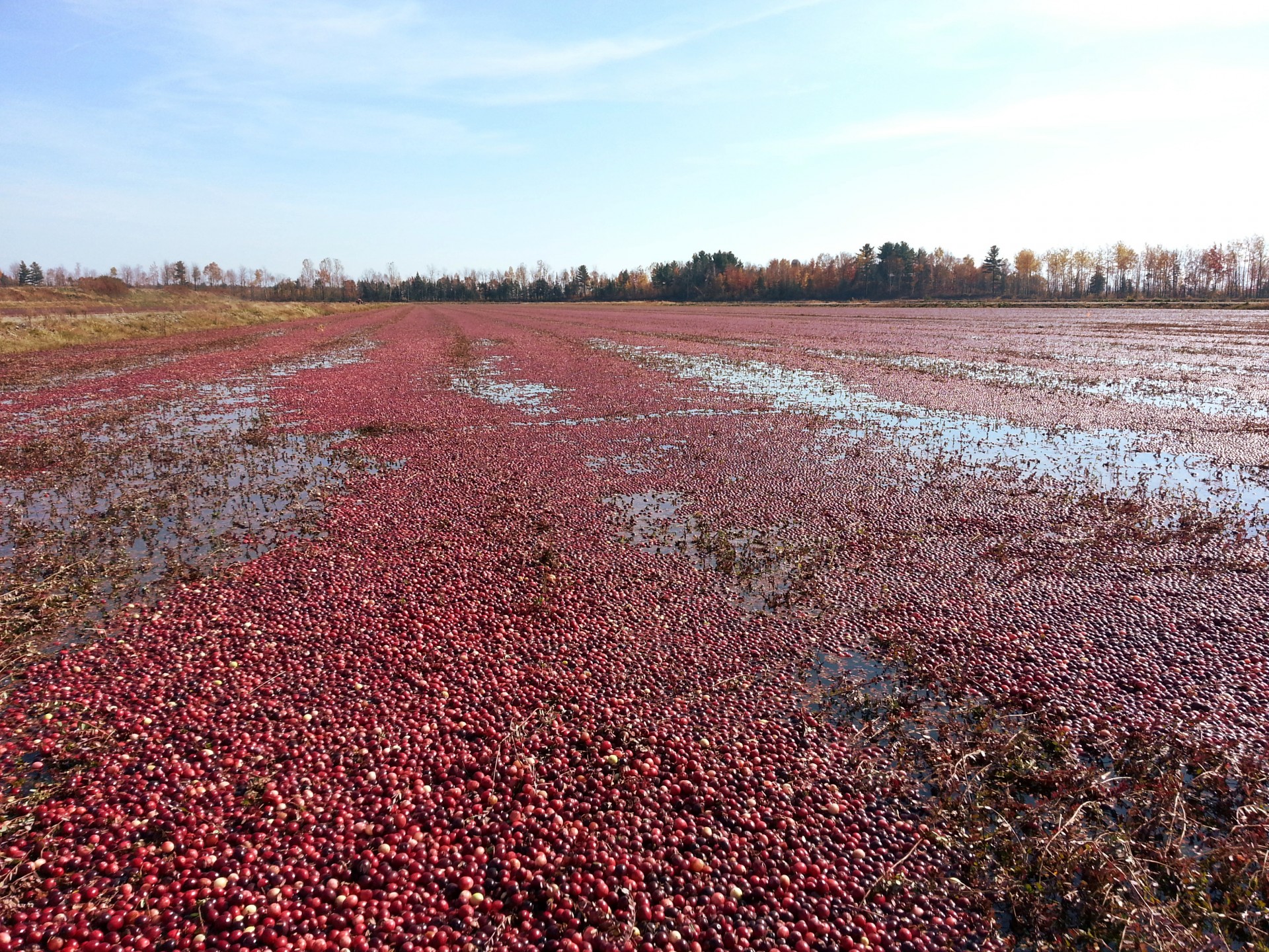 cranberry harvest field free photo