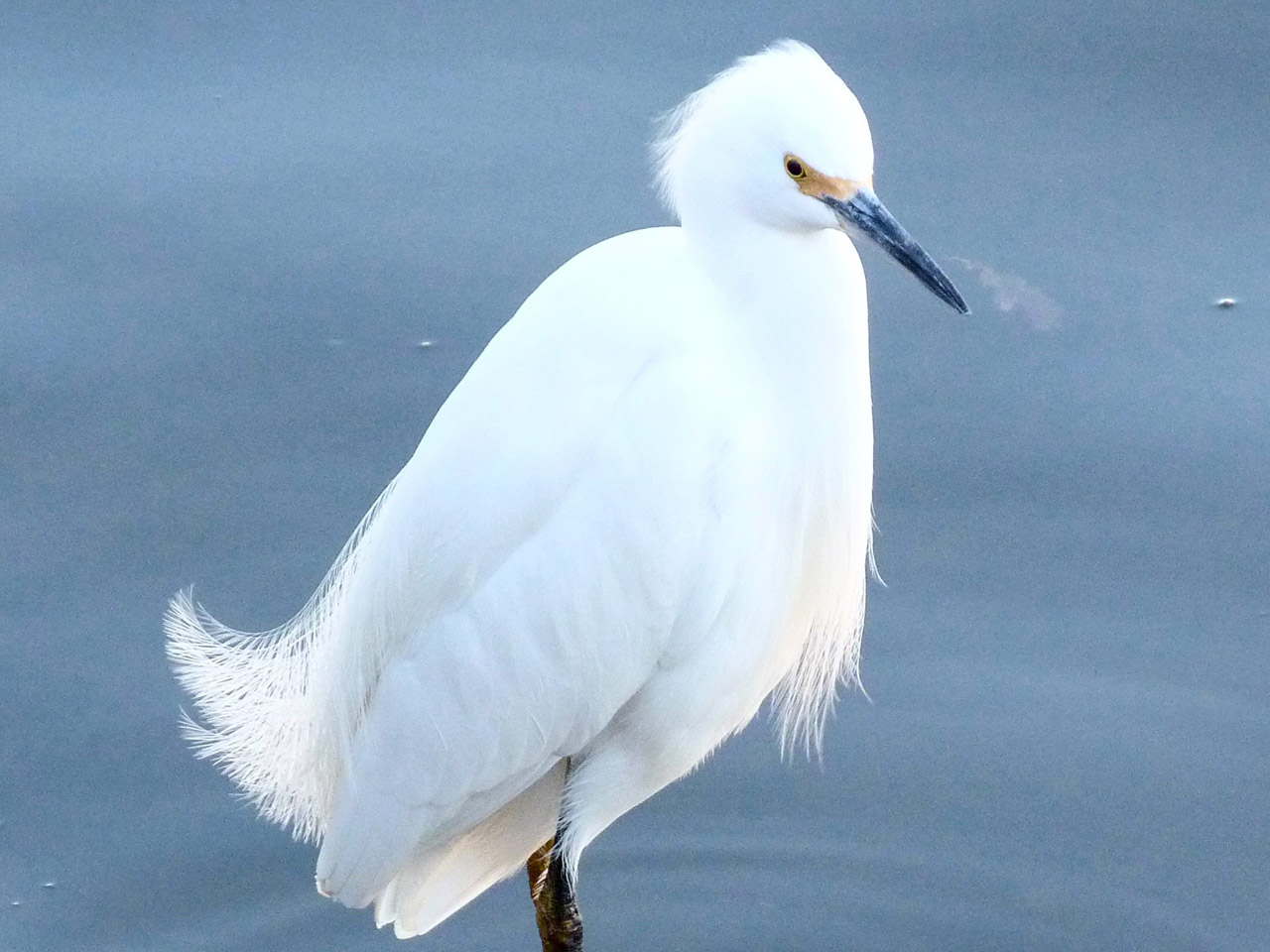 crane lake crane 1 free photo