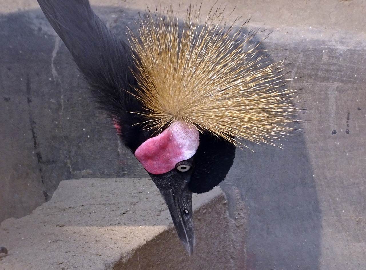 crane bird black crowned crane free photo