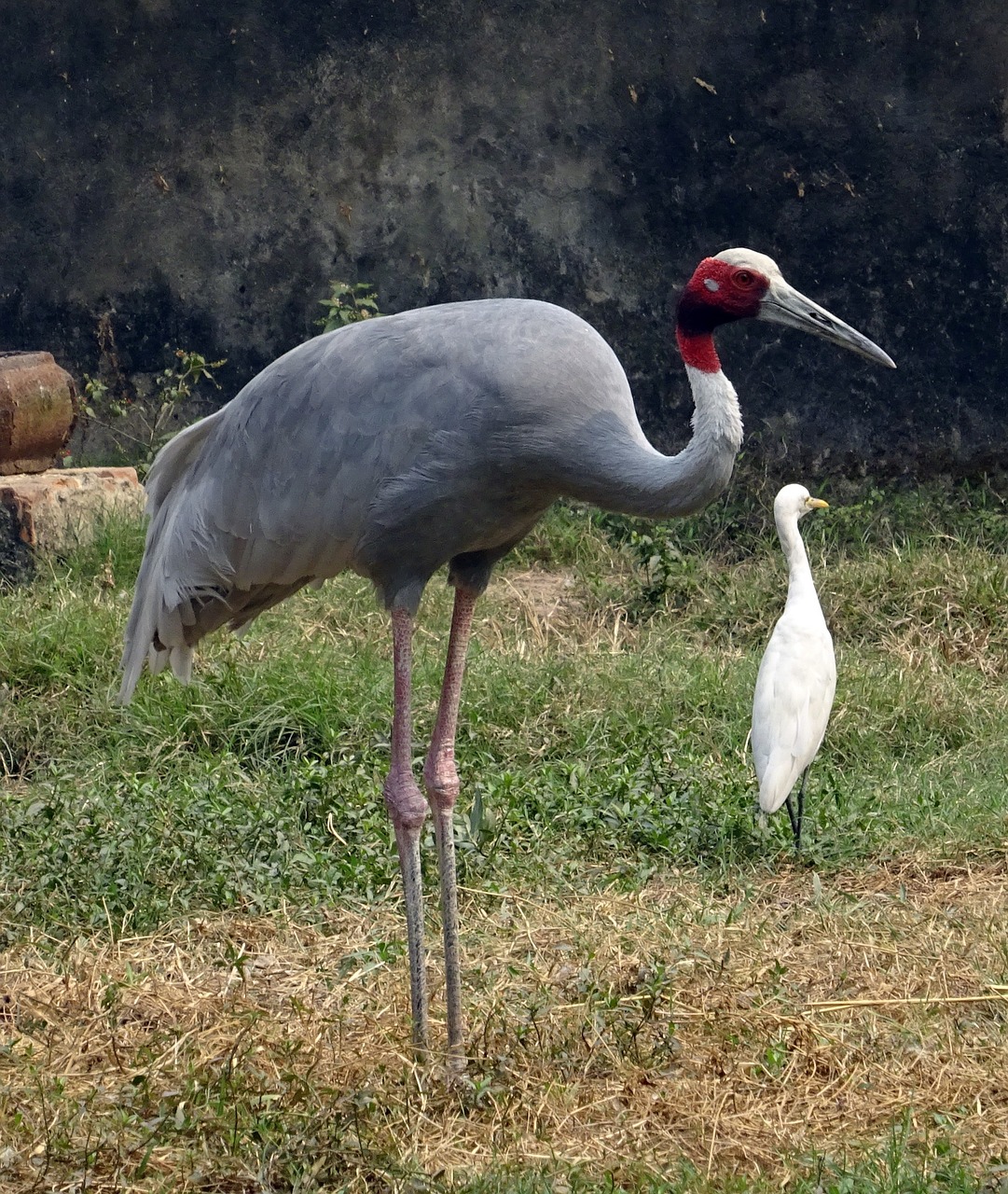 crane sarus bird free photo
