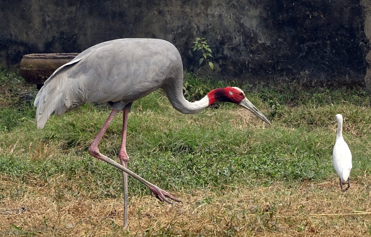 crane sarus bird free photo
