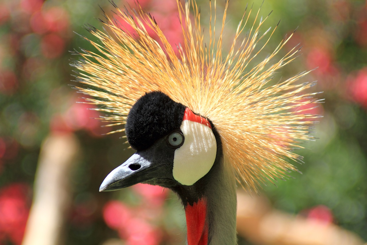 crane animal bird free photo