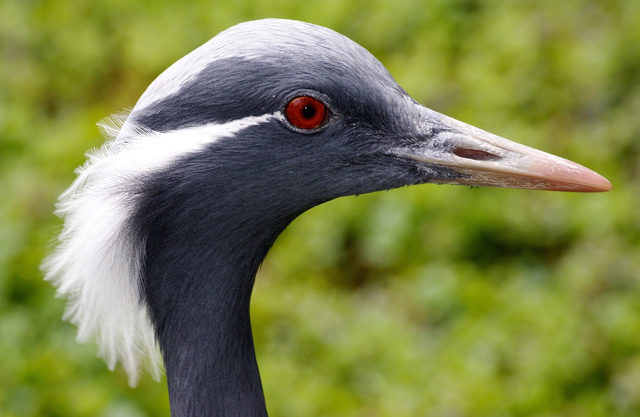 crane bird birds free photo