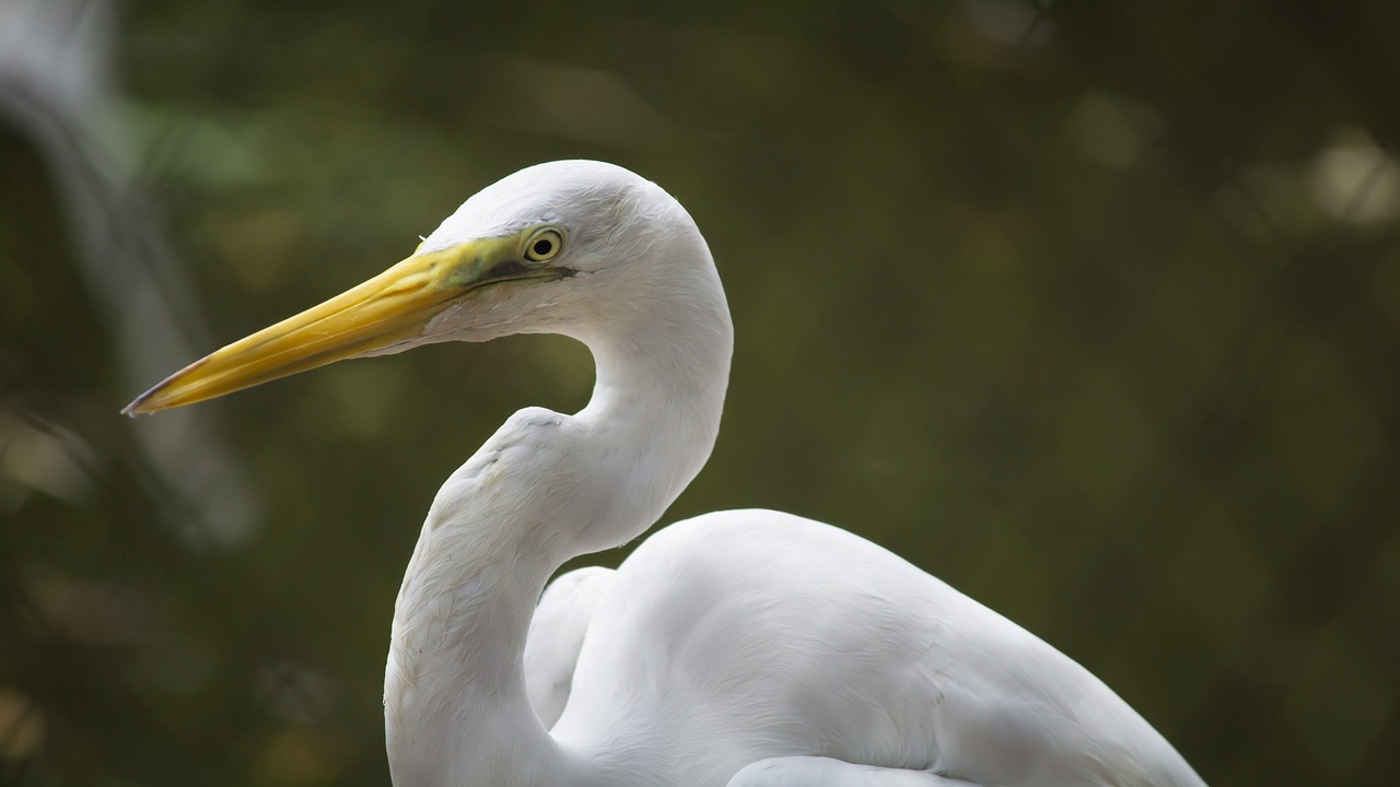 crane bird white free photo