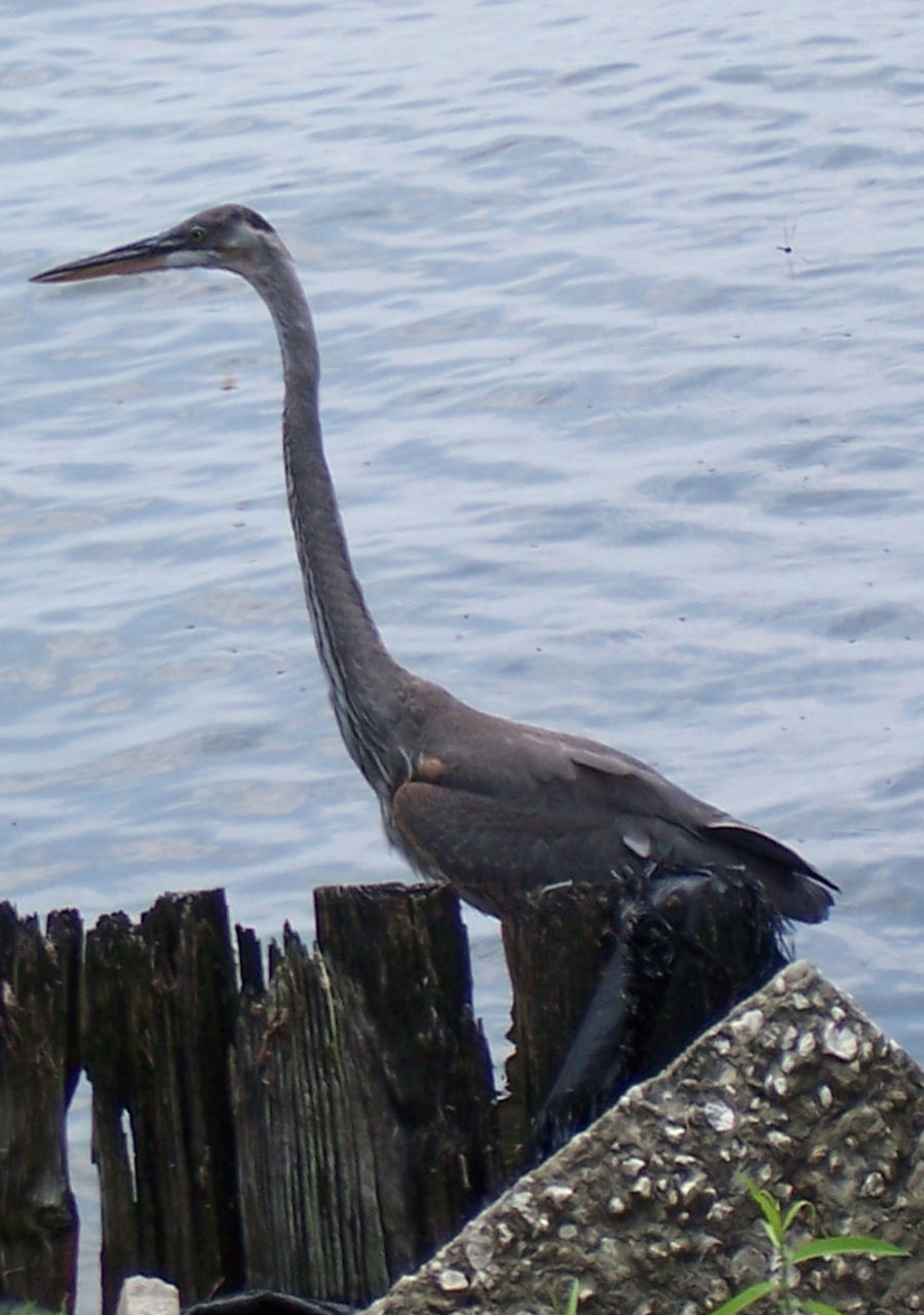 animals nature crane free photo