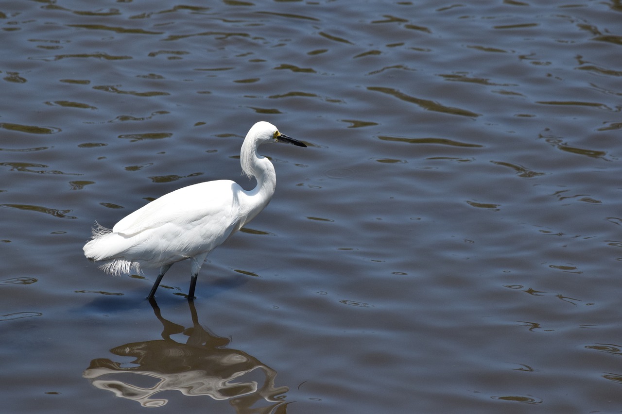 crane water bird free photo