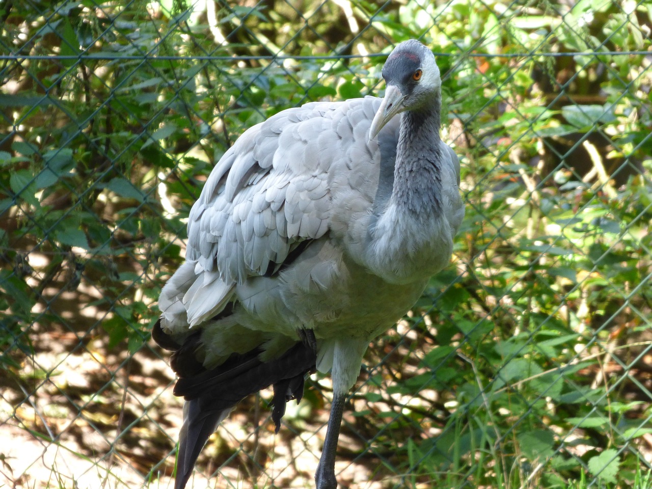 crane bird animal free photo