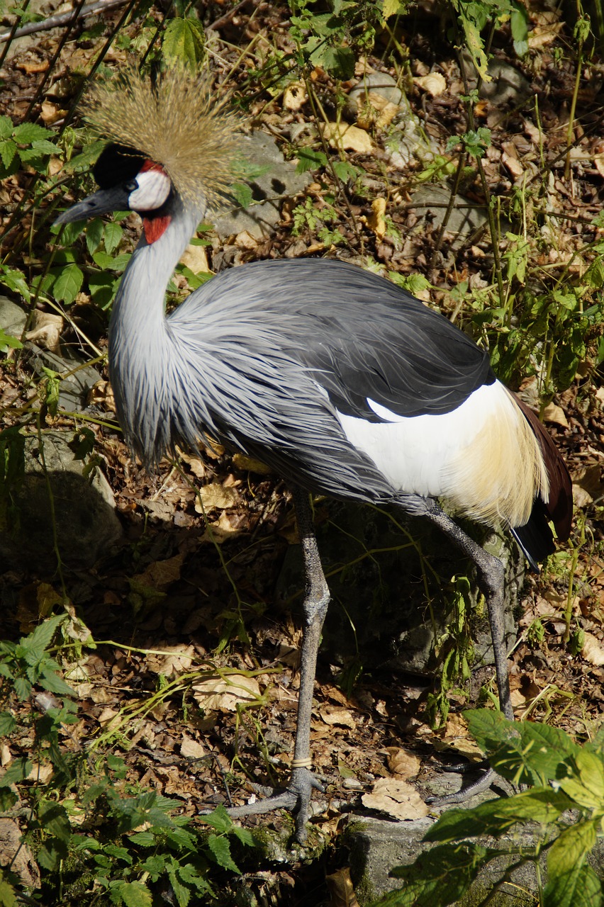 crane grey crowned crane bird free photo