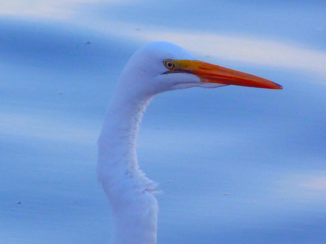 crane lake crane 2 free photo