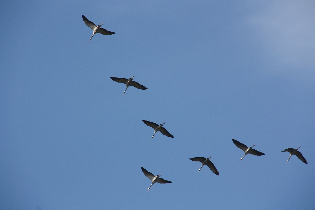 crane bird fly free photo