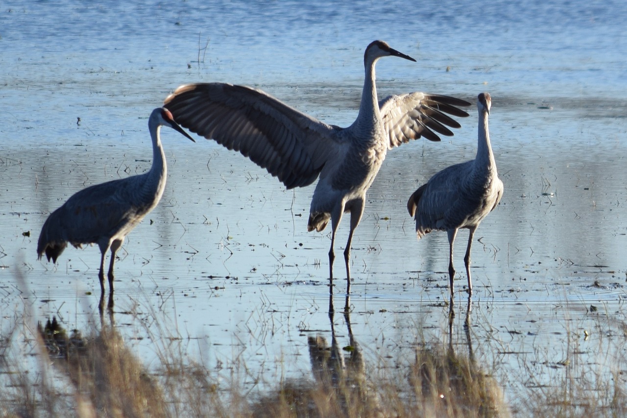 crane bird wings free photo