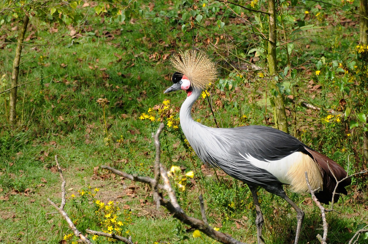 crane bird animal free photo