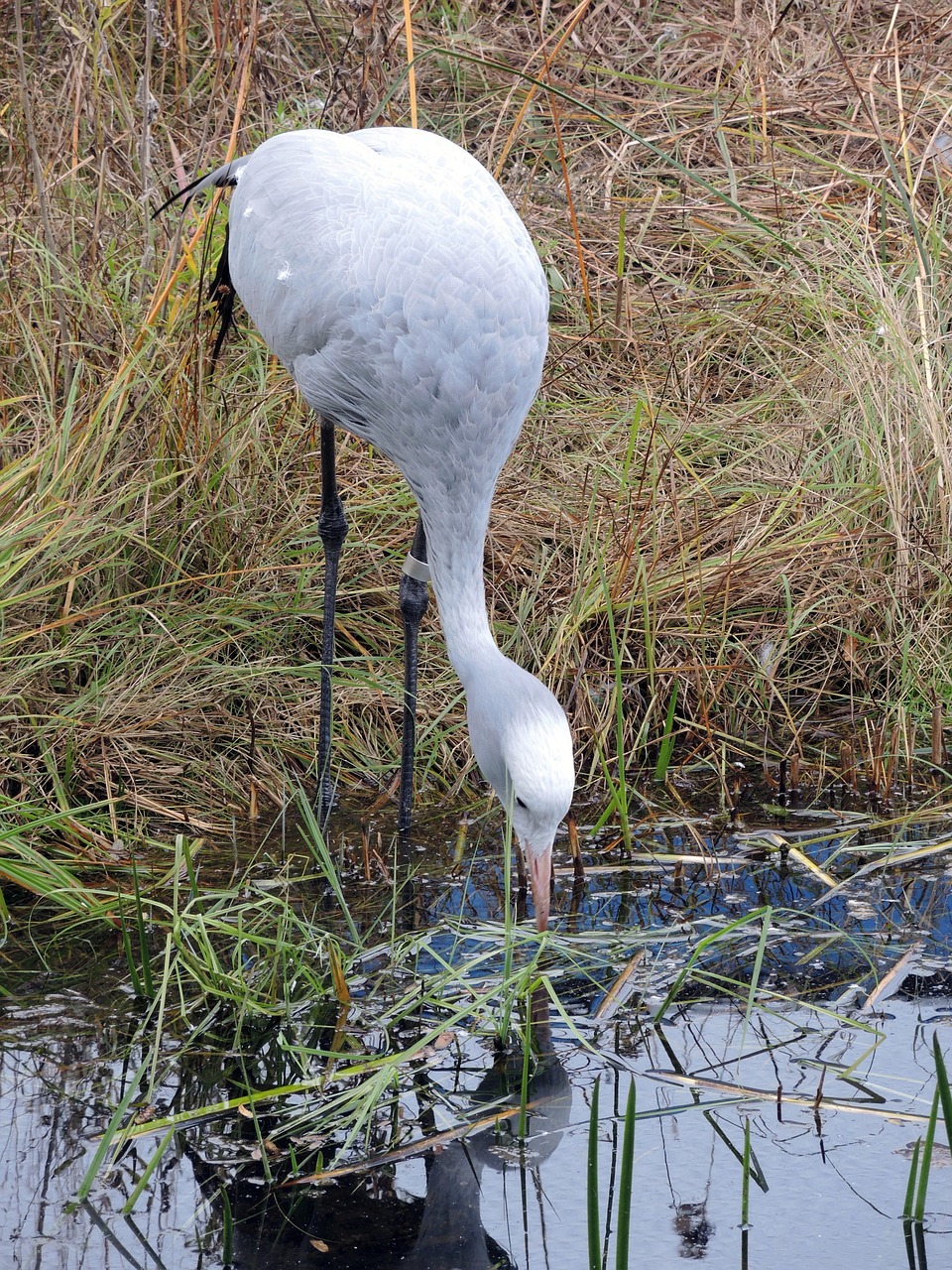 crane bird pond free photo