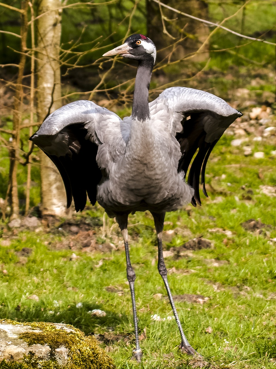 crane bird nature free photo