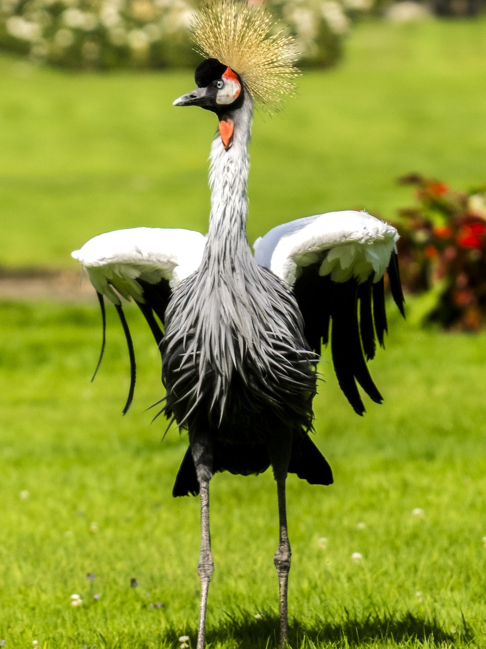 crane bird water bird free photo