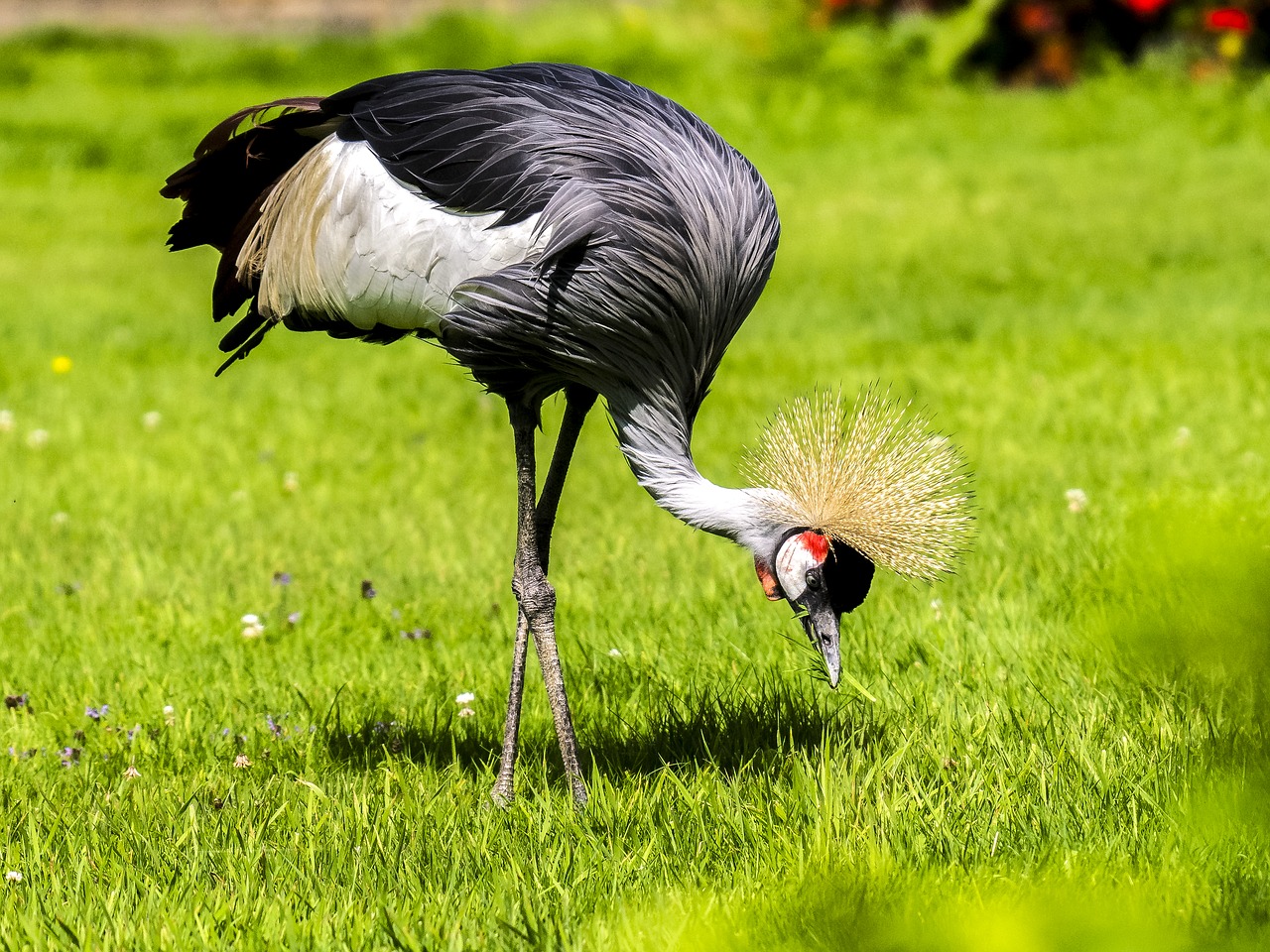 crane bird water bird free photo