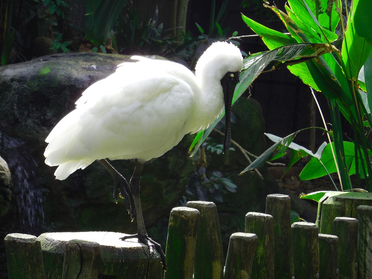 crane white crane bird watching free photo