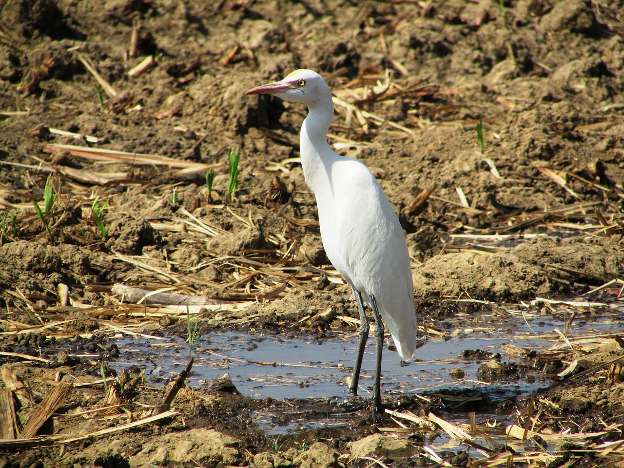 crane dharwad india free photo