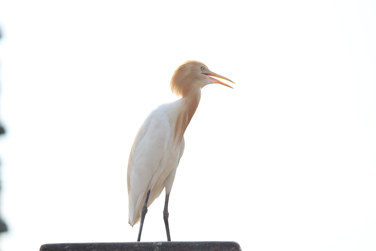 crane bird long-necked free photo