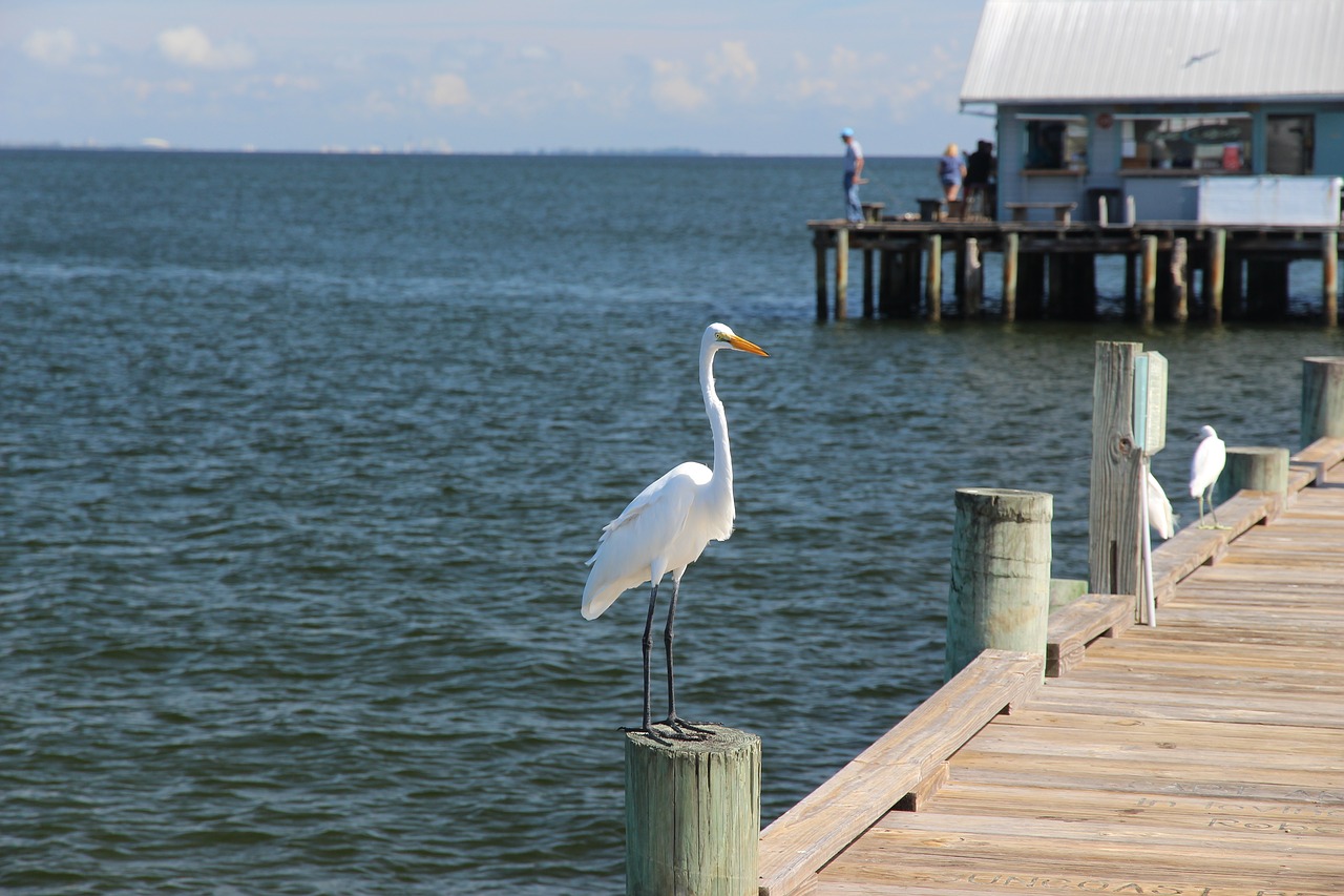 crane florida pier free photo