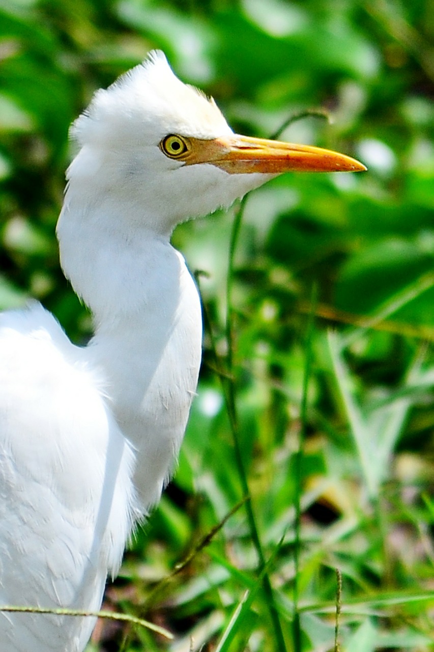 crane white heron beak free photo