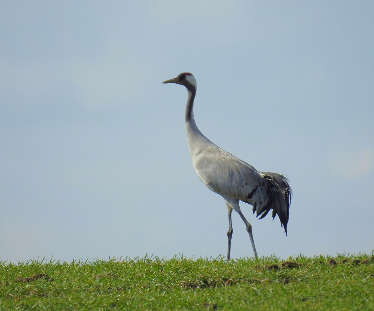 crane water bird nature free photo