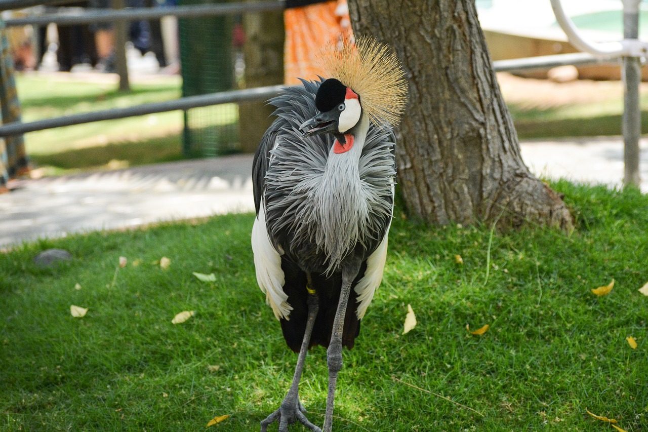 crane  crowned  bird free photo