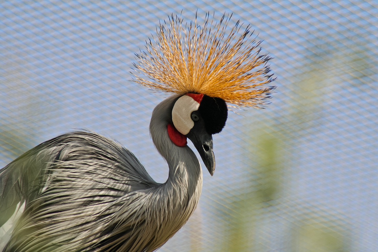 crane  bird  crowned free photo