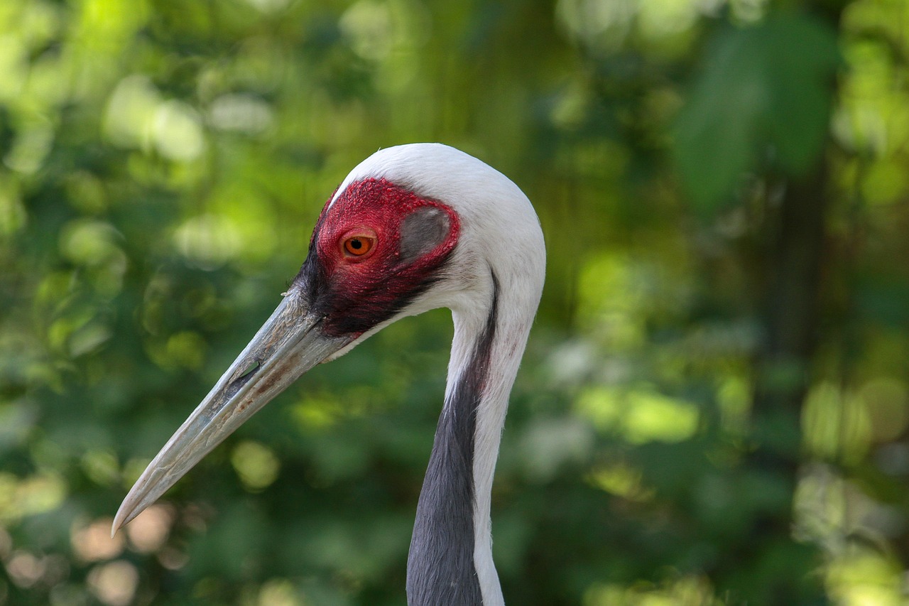 crane  animal world  bird free photo