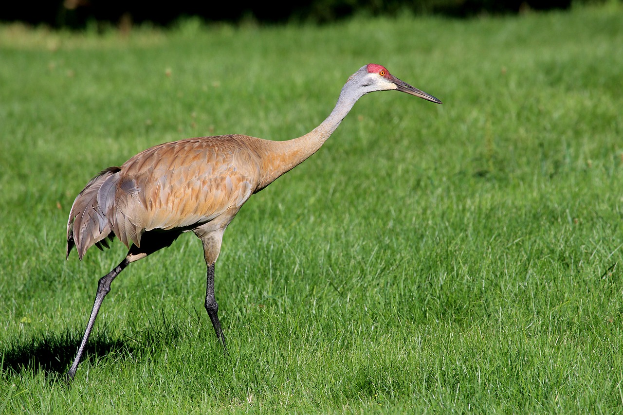 crane  birds  feather free photo