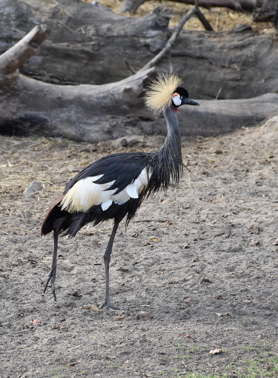 crane  bird  nature free photo