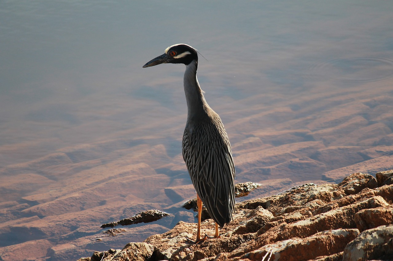 crane bird nature free photo