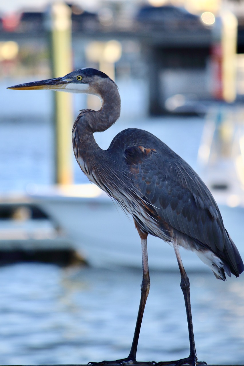 crane  bird  heron free photo