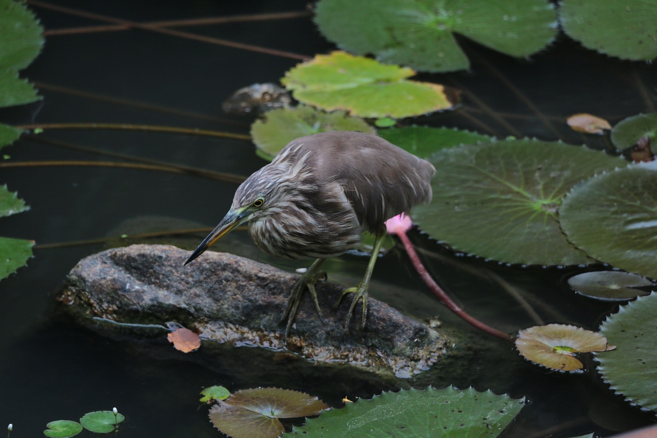 crane  bird  sri lanka free photo