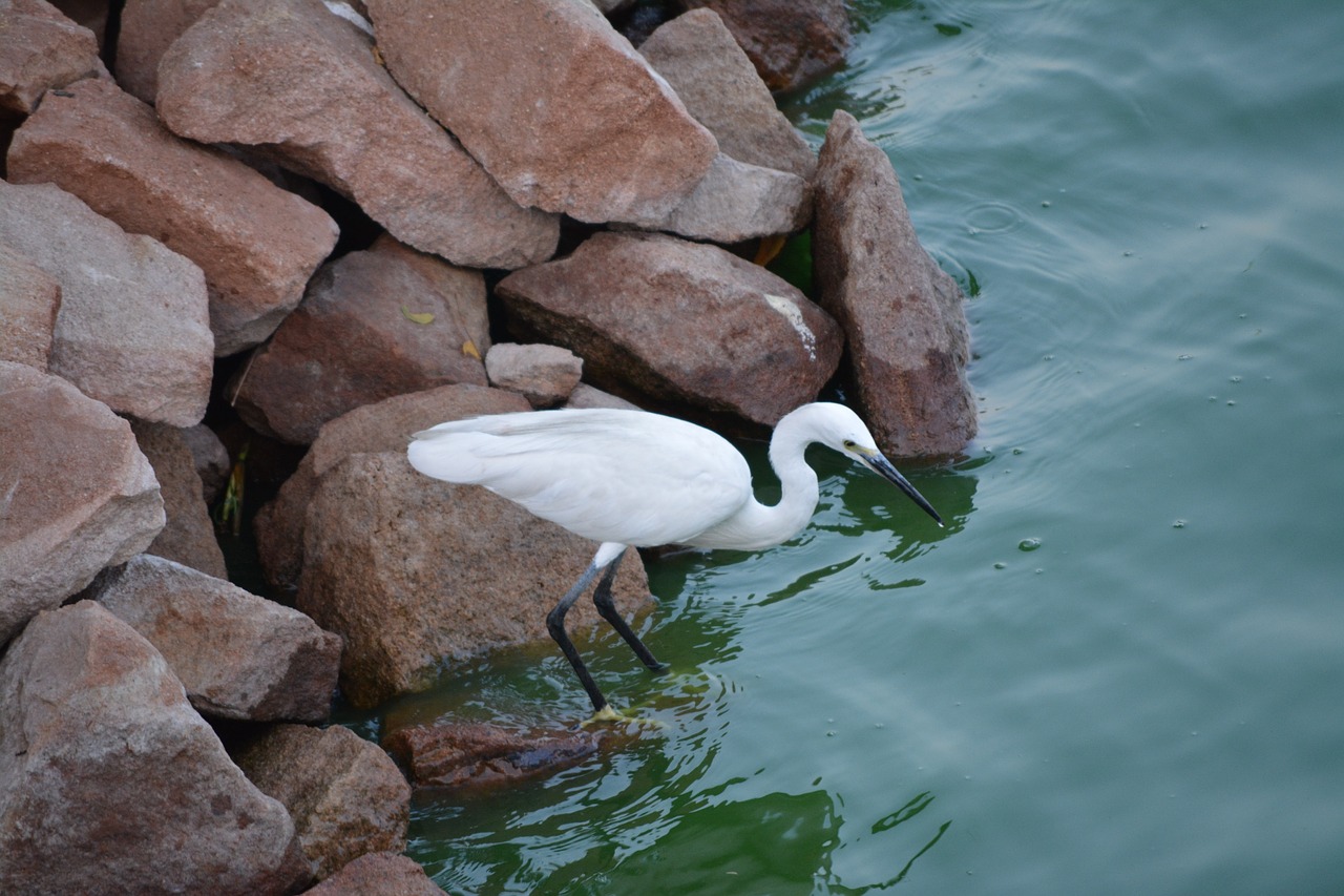 crane  bird  lake free photo