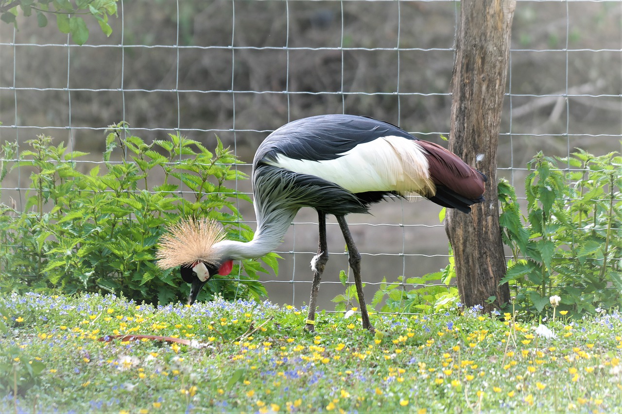 crane  bird  plumage free photo