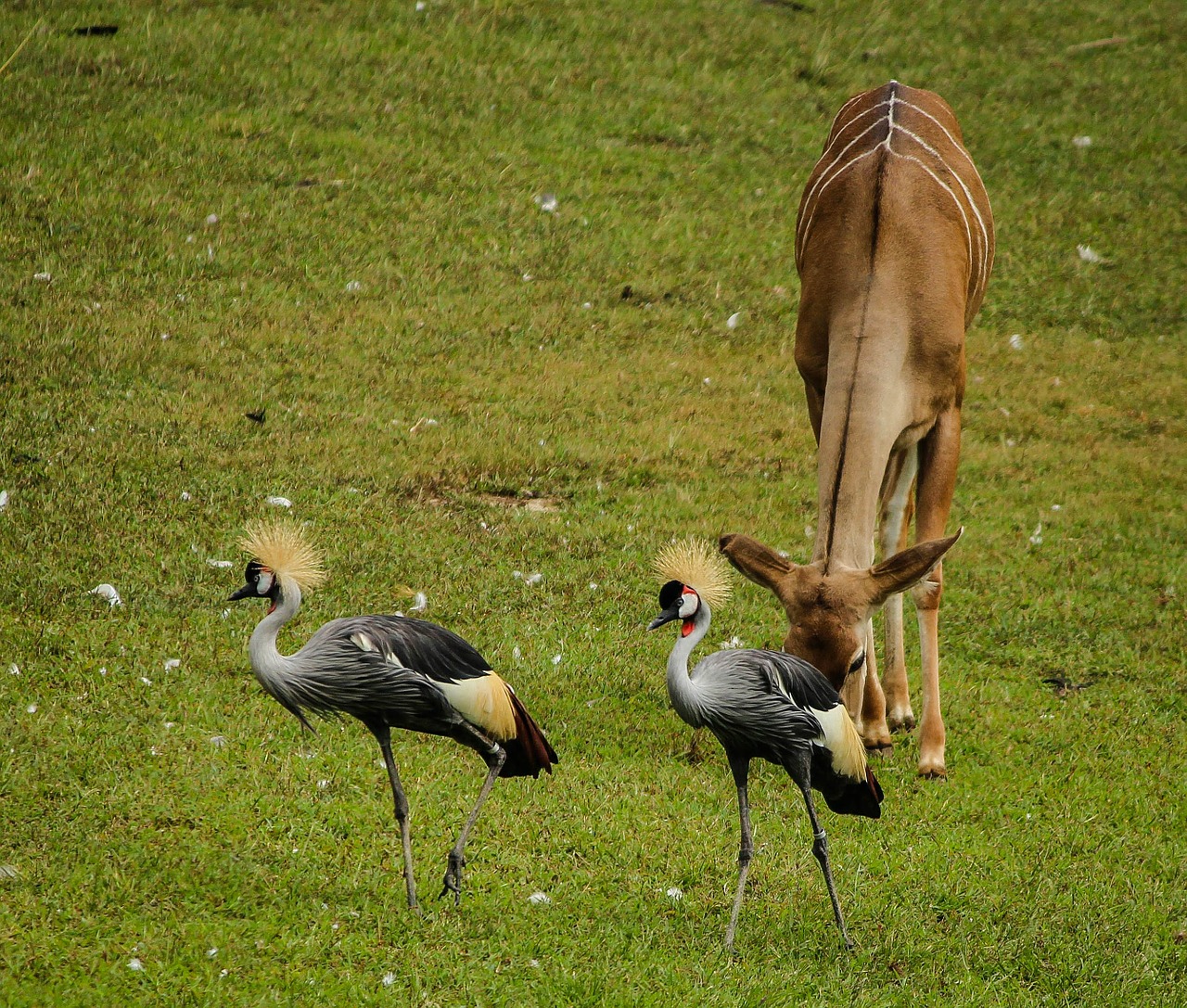 crane east african crowned crane grey crowned crane free photo