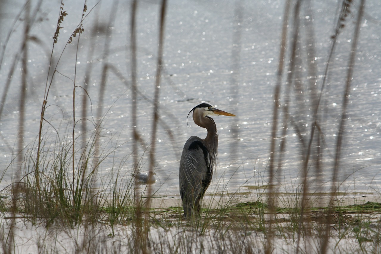 crane coast sea free photo