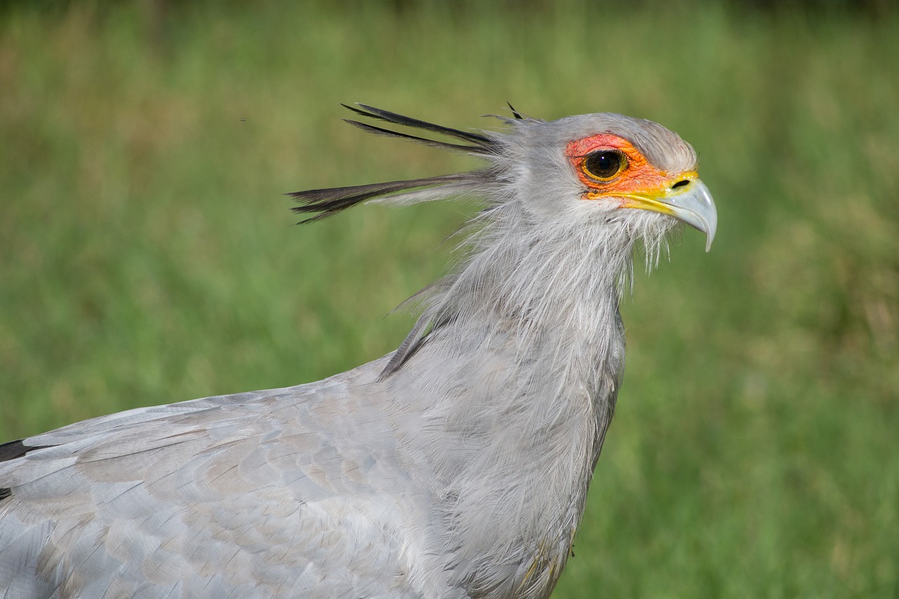 crane bird animal free photo