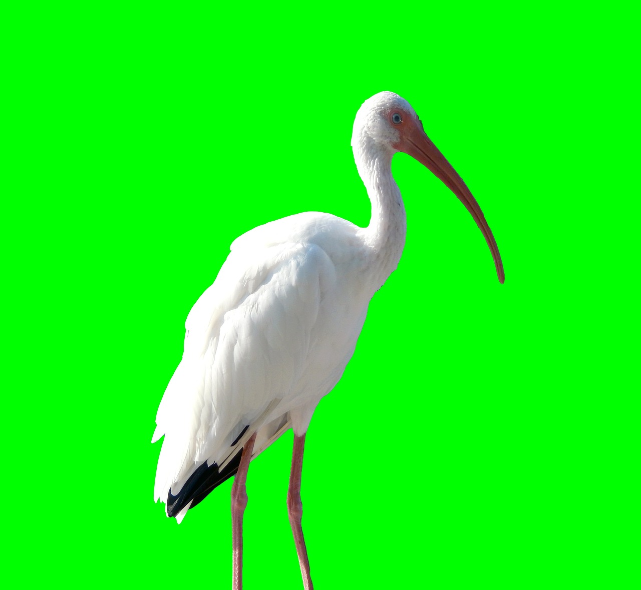 crane bird animal free photo