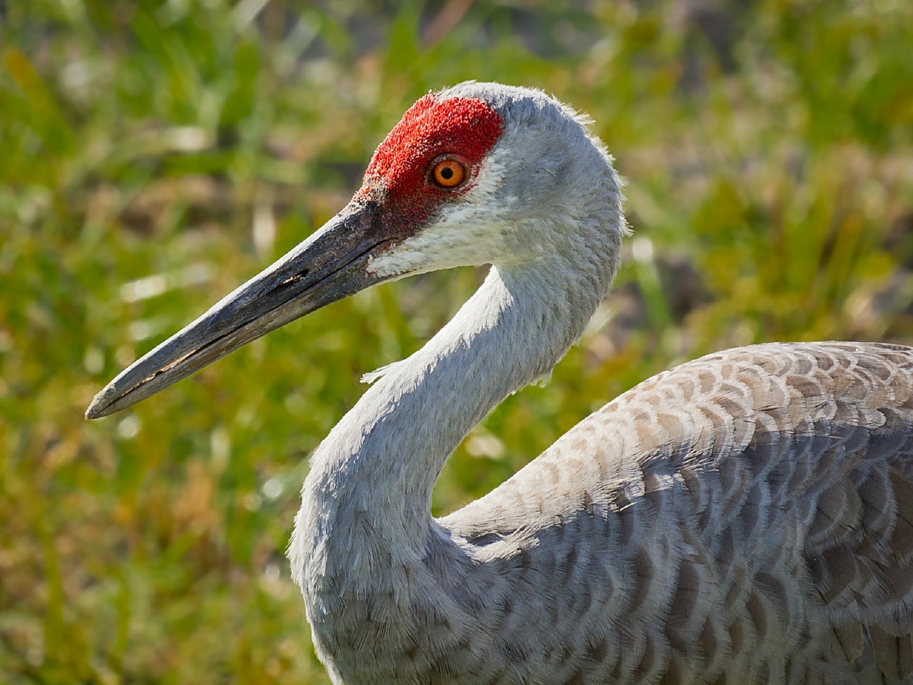 crane sandhill bird free photo