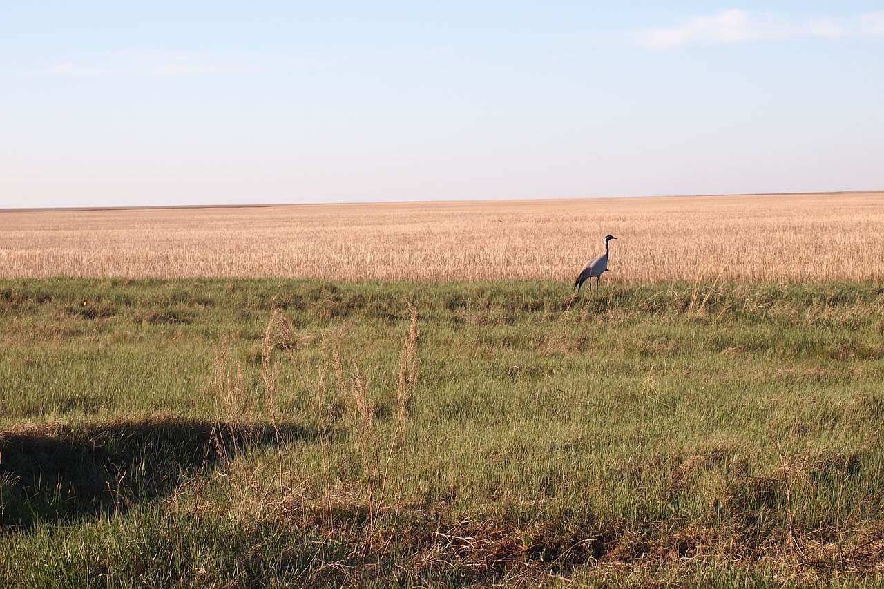 crane steppe spring free photo