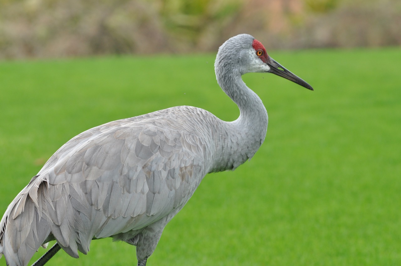 crane bird nature free photo