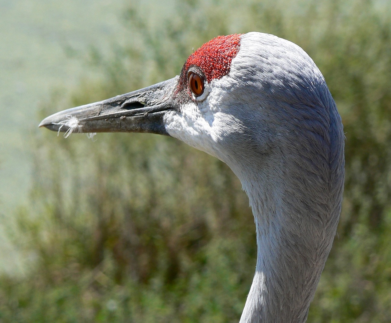 crane sandhill head free photo