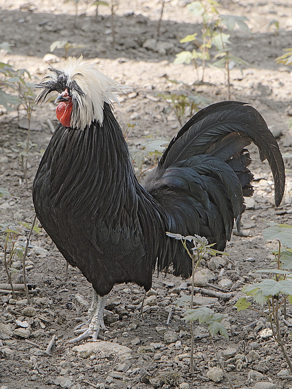 crane bird animal free photo