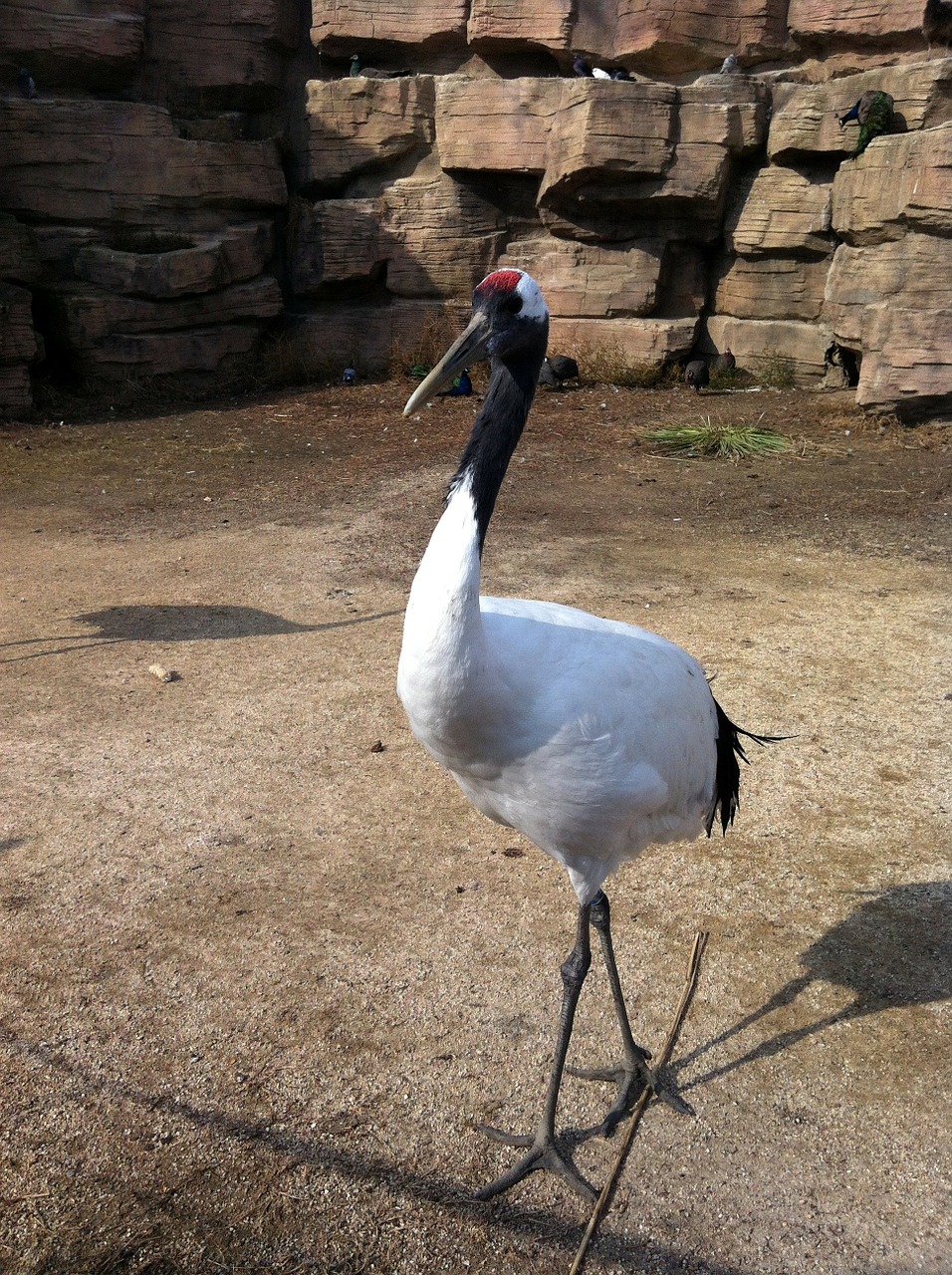 crane bird feather free photo