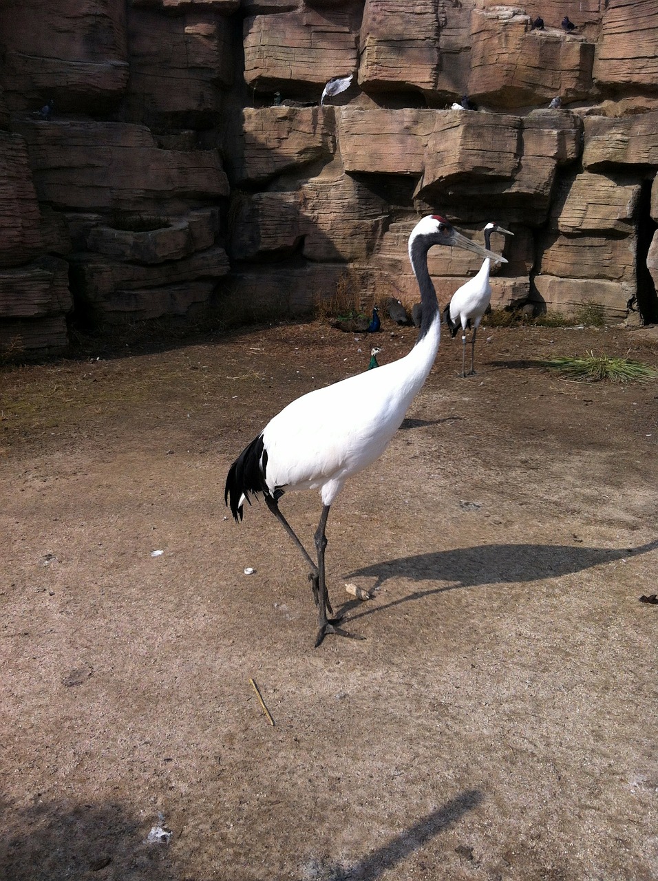 crane bird feather free photo