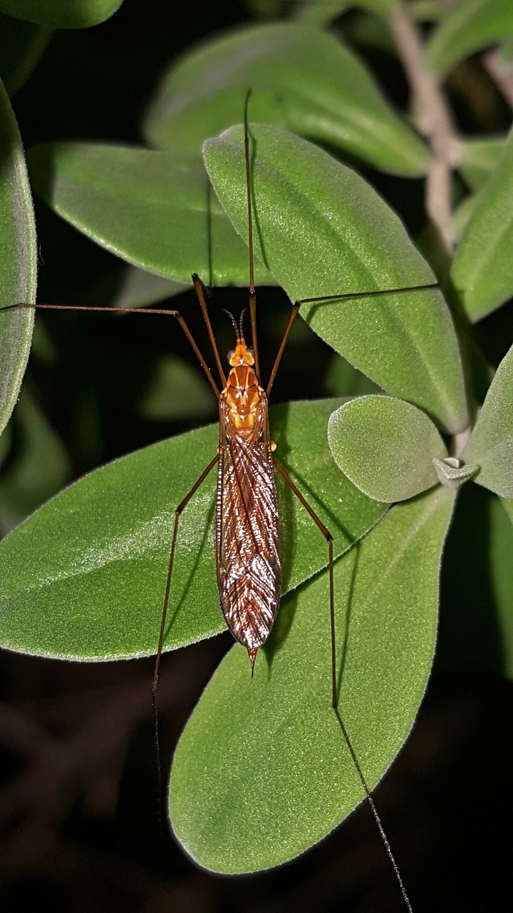 crane fly mosquito eater insect free photo