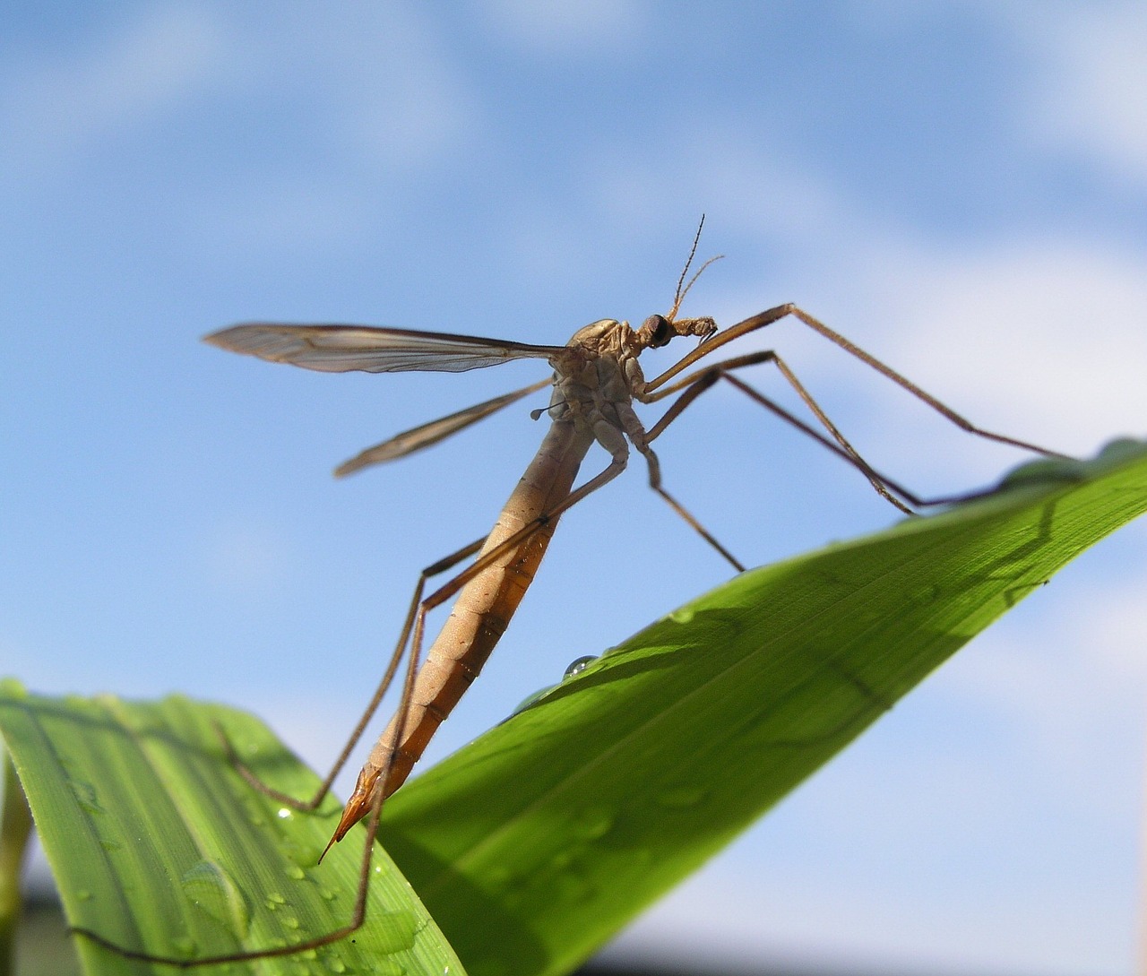 crane fly insect spider free photo