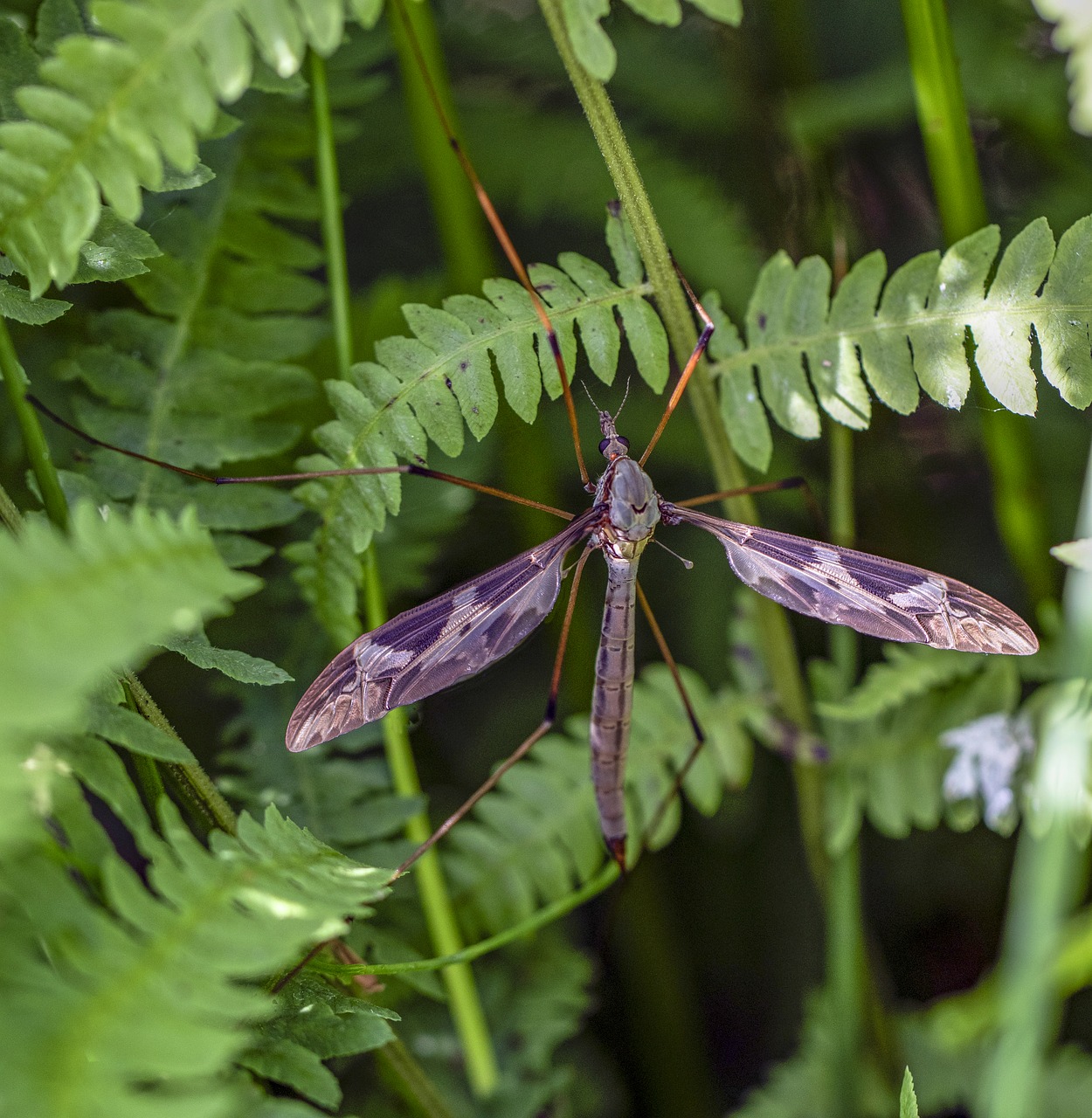 crane fly  wings  legs free photo